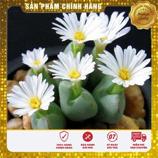Hạt giống Cây Thạch Lan 5 Hạt