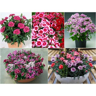 HẠT GIỐNG CẨM CHƯỚNG LÙN NHIỀU MÀU