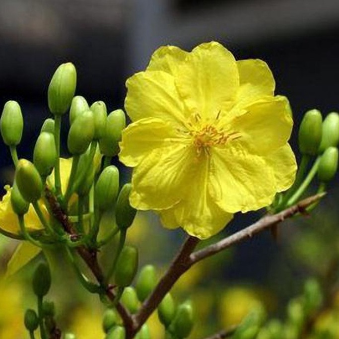 Kích ra hoa cực mạnh NPK 5-35-25+Te hủ 500g, tạo mầm hoa, kích phát tố cho cây trồng ra hoa