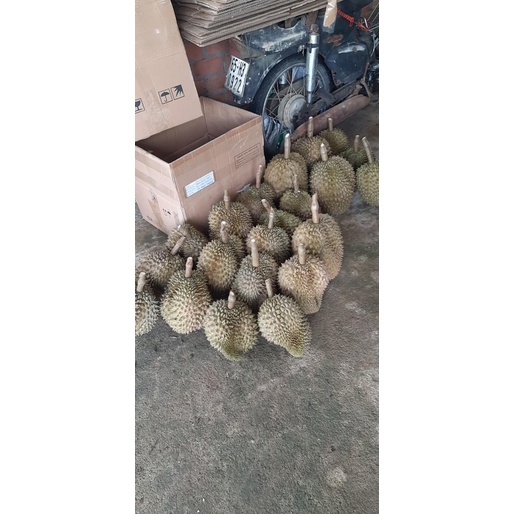 Sầu thái Lâm Đồng