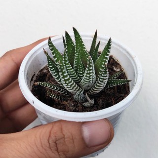 Cây móng rồng, sen đá móng rồng nhỏ