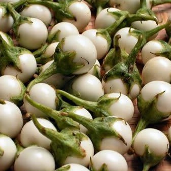 Hạt Giống Cà Pháo Trắng