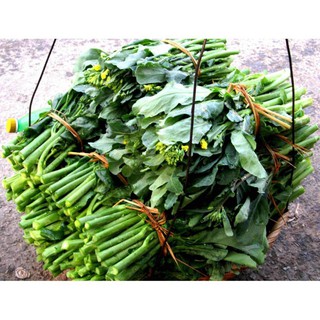 10 gram hạt giống cải ngồng mập