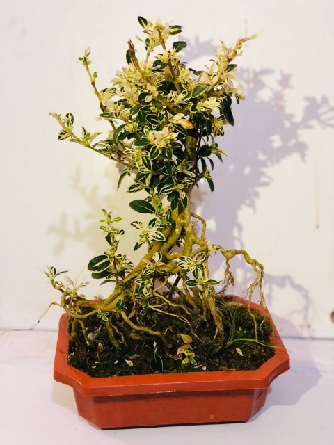 Cây bạch tuyết mai bonsai để bàn cao 30 cm ( Ảnh thật.)