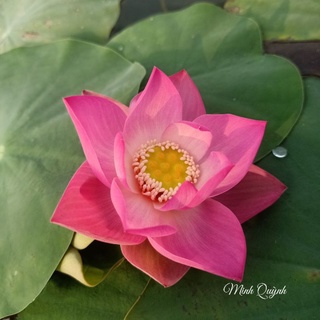 Củ sen Pink Cherry