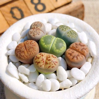 Lithop Thạch Lan (sỉ 7k)
