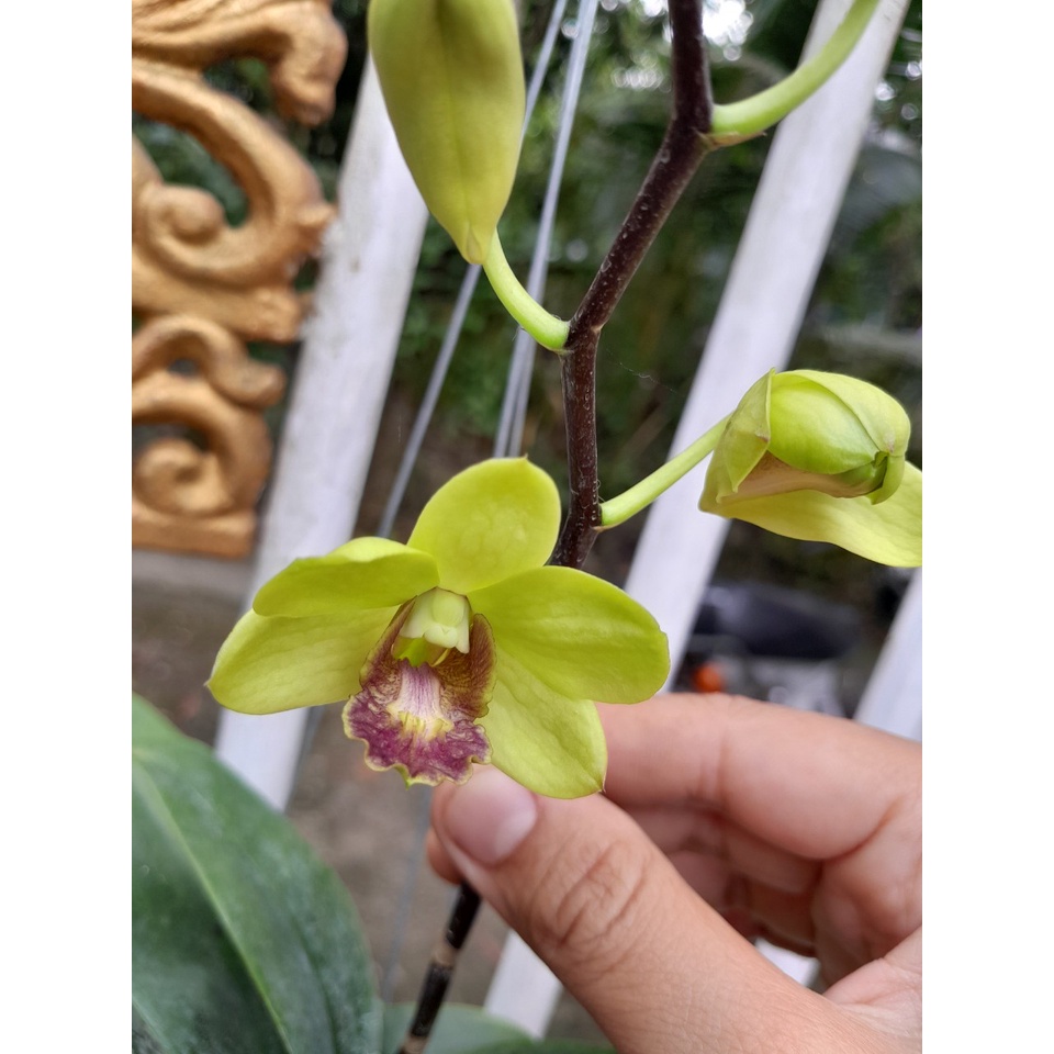 Hoa Lan Dendro Màu Xanh Lưỡi Tím, chậu cây trưởng thành, nhiều thân, cây to khỏe