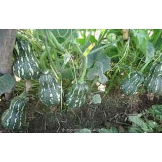 hạt giống bí hạt đậu gói 20 hạt