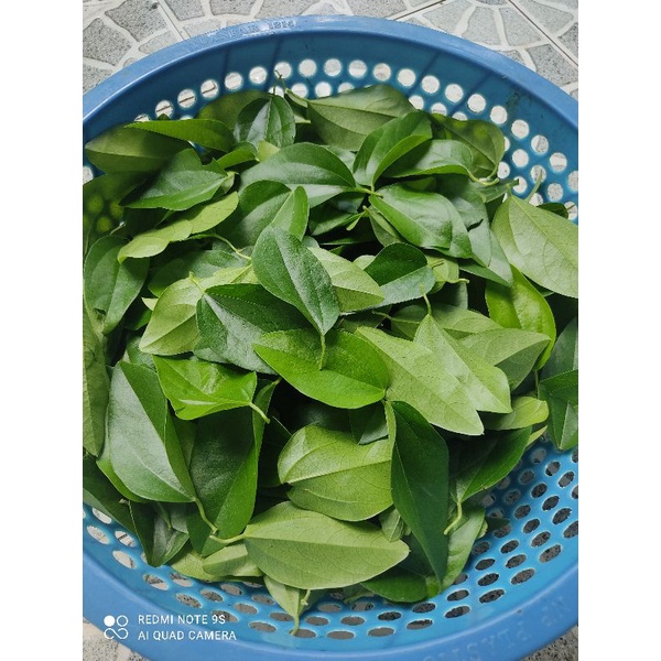 (Rẻ vô địch) Lá sươn sâm tươi,nhà tự trồng sạch k phân thuố c,200g/20k