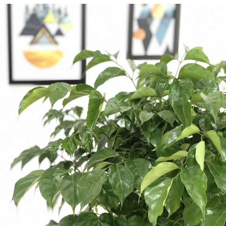 Cây Hạnh Phúc thân gỗ nội thất