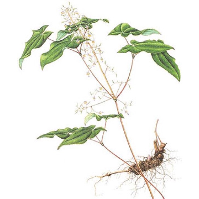 Lá Dâm Dương Hoắc Khô  Bổ Thận - Đặc Sản rừng