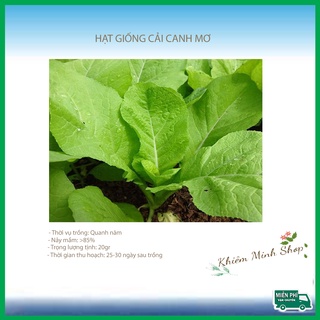 Hạt giống rau cải mơ -cải canh - Gói 20gr