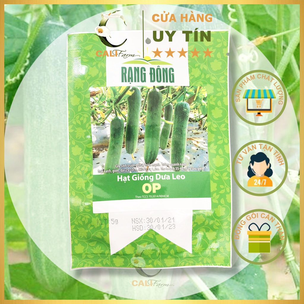 Hạt giống Hạt Giống Dưa Leo OP Dễ Trồng, Năng Suất Cao gói 5gr