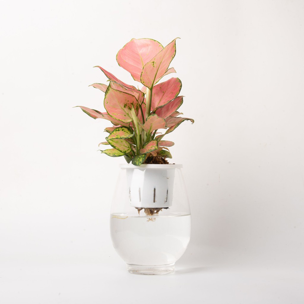 Bình cây vạn lộc hồng thủy sinh  | THE FISH SIZE L