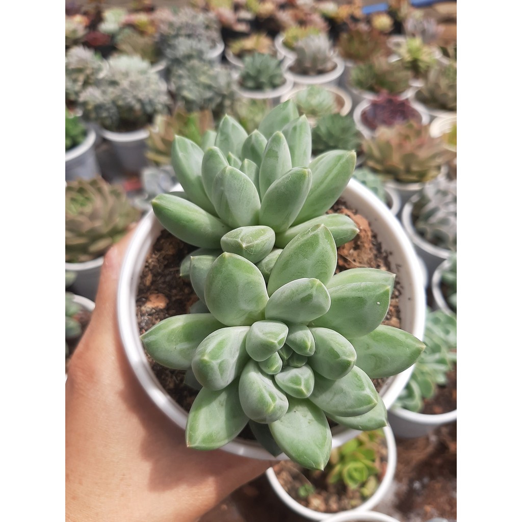 SEN ĐÁ KIM CƯƠNG TRẮNG🌵SIZE10CM🌵SIZE TRUNG 🌵SEN ĐÀ LAT🌵THUẤN SỨ NÓNG🌵FREESHIP🌵1 ĐỔI 1