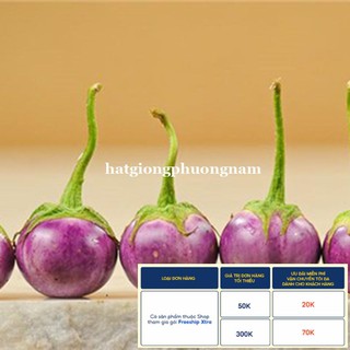 1GR - HẠT GIỐNG CÀ PHÁO TÍM