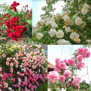 Bộ 2 gói hạt giống hoa hồng leo pháp nhiều màu (Kèm kích thích hạt nảy mầm)