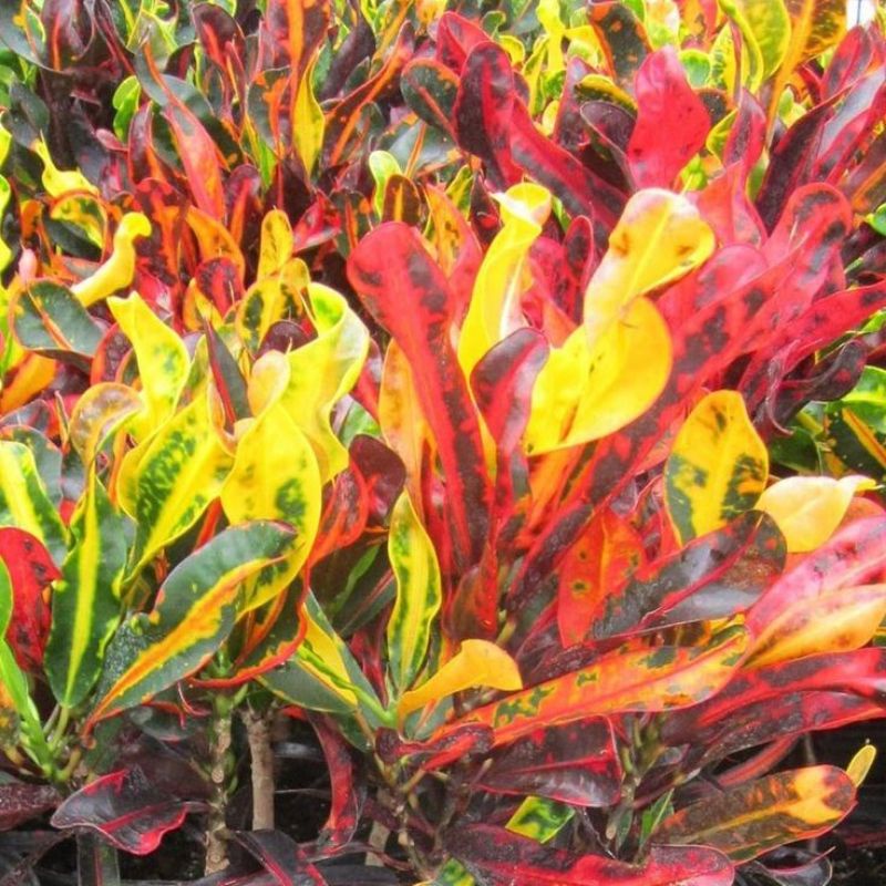 Croton Mammy, cây ruột gà, cô tòng lá nhún ngũ sắc