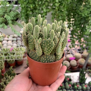 Xương rồng tai thỏ chậu nhiều cây