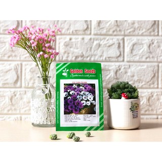 Hạt Giống Cúc châu phi mix 20 Hạt/ Gói
