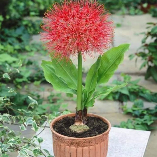Củ hoa hồng tú cầu