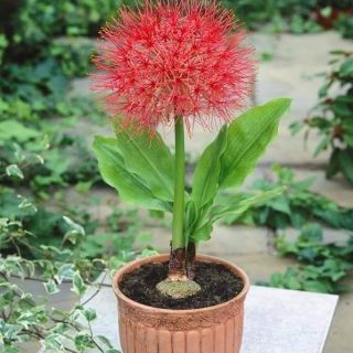 Củ hoa hồng tú cầu