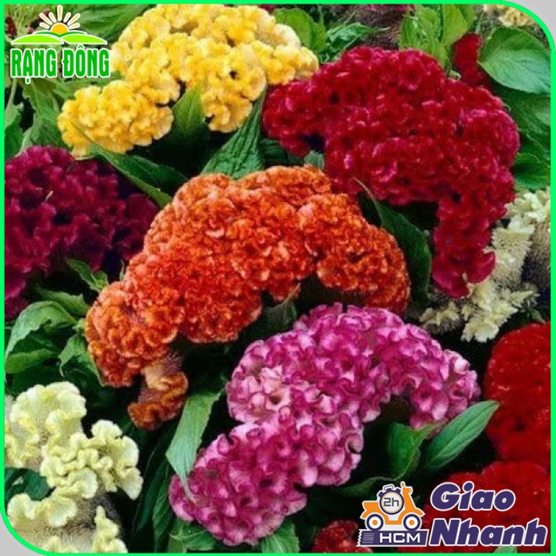Hạt giống Mào Gà Búa Nhiều Màu nảy mầm tốt, phù hợp trồng hoa tết - Hạt giống Rạng Đông