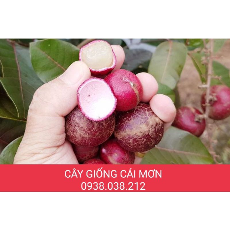CÂY GIỐNG NHÃN XUỒNG TÍM