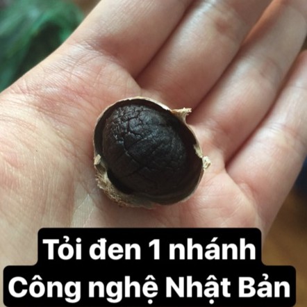 Tỏi đen cô đơn - 1kg Tỏi đen 1 nhánh công nghệ Nhật Bản