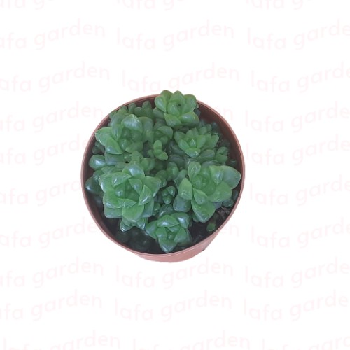 Sen đá size trung 01 cây để bàn làm việc LAFA GARDEN