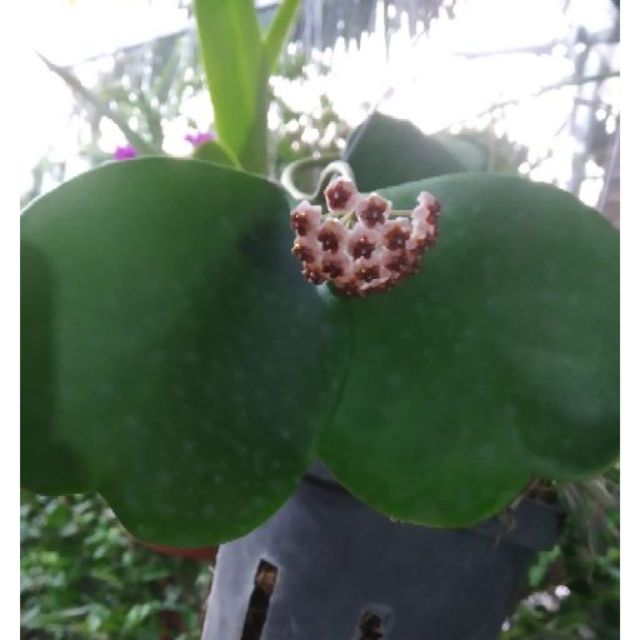 Cẩm cù Trái tim