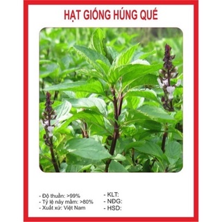 Hạt giống húng quế