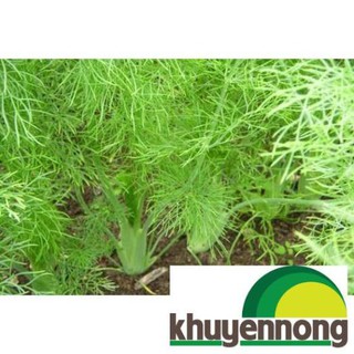 400 Hạt giông rau thì là