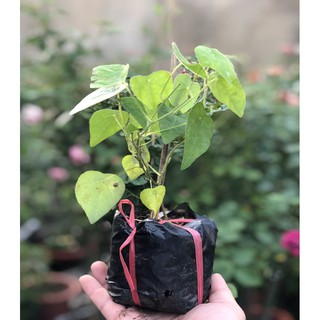 Sương Sâm Lông - Chậu Rau