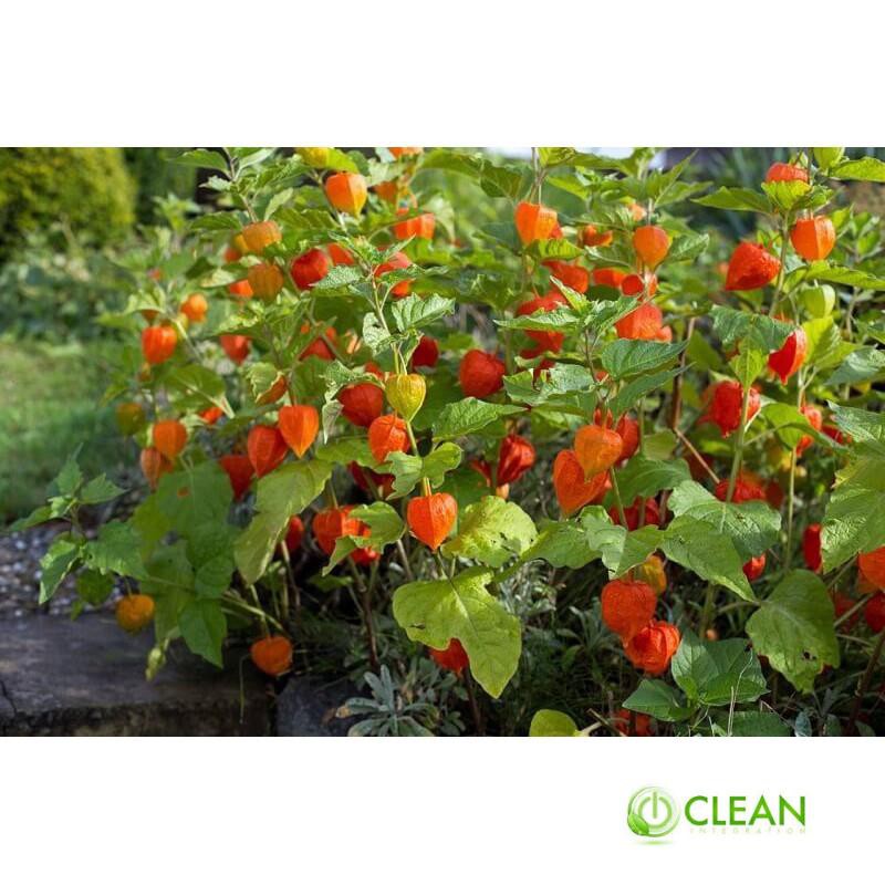 Hạt giống Anh đào đất, cây Thù dù, cây Tầm bóp