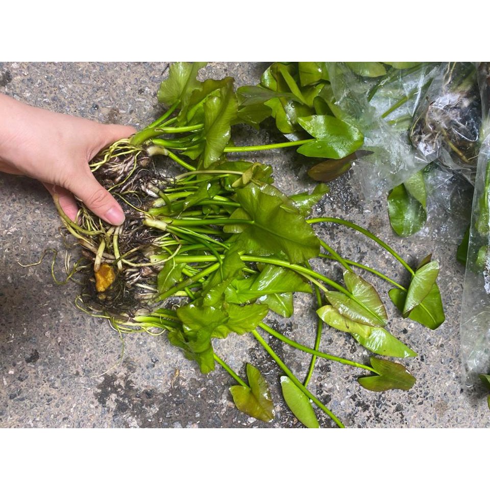 Cây S.ú.n.g cảnh