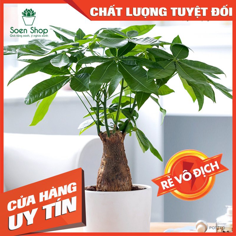 Kim ngân - Cây phong thủy ( Nhập SOENSALE5 để được giảm 5k hóa đơn 50k)