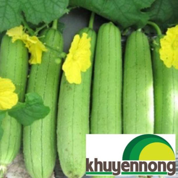 Gói 10 hạt giống mướp hương sai quả