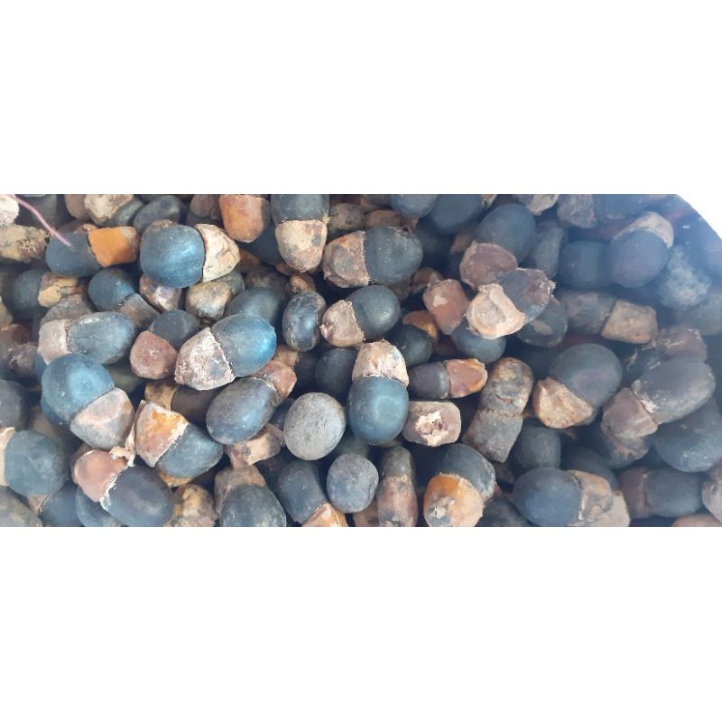 1kg Hạt giống gõ đỏ
