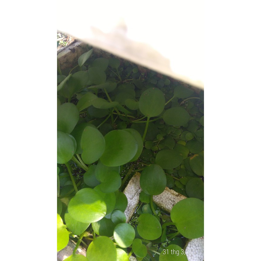 Bèo nhật - Cây thủy sinh