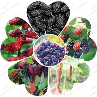 Hạt giống dâu tằm giá rẻ