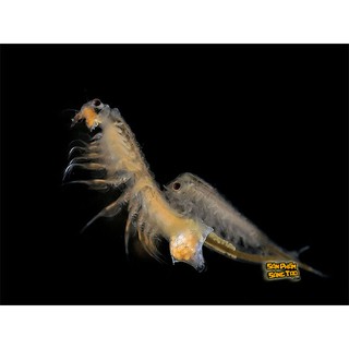 SINH VẬT TIỀN SỬ SEA MONKEY