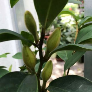 Cây 🌲 Hoa Hàm Tiếu hoa thơm cây đang hoa