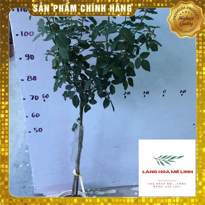 Hoa hồng Ngoại  Thân Gỗ Tree Janice Kellogg [SIÊU HOT 2021]  màu đỏ quyến rũ ,60 cánh, màu đỏ sậm , mùi thơm nhẹ