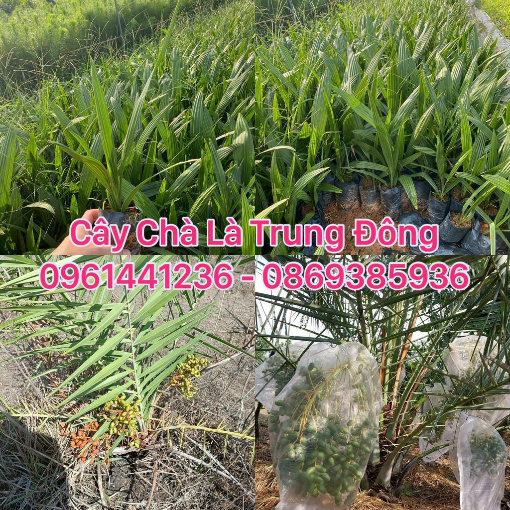 Cây giống Chà Là Trung Đông , Chà là ăn trái ( mua 10 cây tặng 1 )