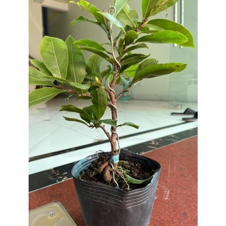 Mai Vàng Bonsai