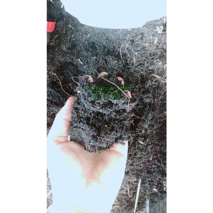 Đất Trồng Cây Cảnh,Trồng Rau Củ