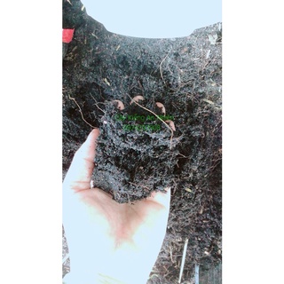 Đất trồng cây cảnh,trồng rau củ