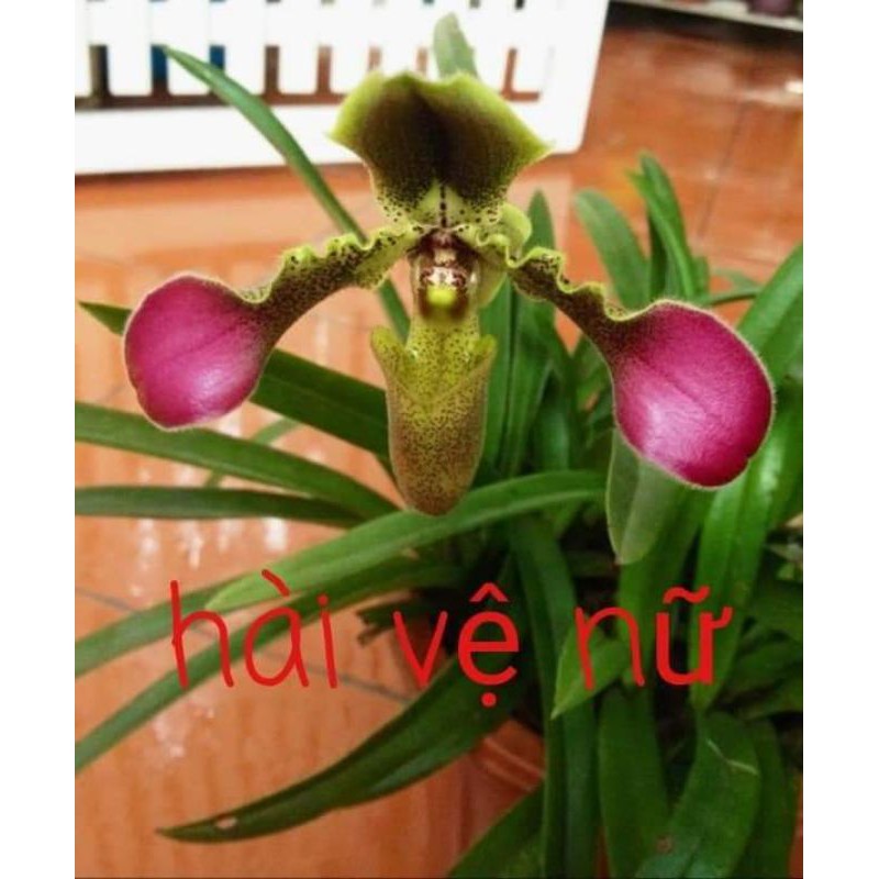 (Mới) Lan hài Vệ nữ 1 cây