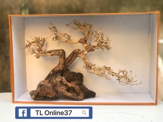 Bonsai bể cá để bàn D28xC19 mini